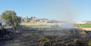  Area percorsa da un incendio boschivo in Calabria, con vegetazione bruciata e terreno annerito.